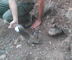 Denunciado un coto de caza de la Zona Media por soltar conejos sin autorización